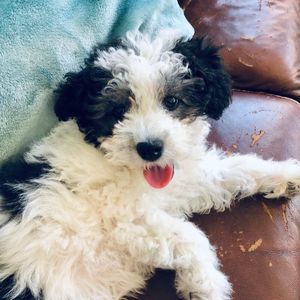 Meet your Posher, Lydia